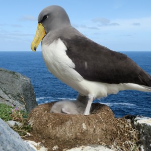 Chat Island albatross with eggs Image: Dave Boyle