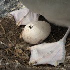 Hatching CI albatross egg Image: Dave Boyle