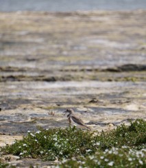 Banded dotterel at lagoon mouth Image: Jess MacKenzie