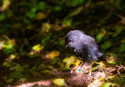 Black robin on Mangere c. Enzo Reyes