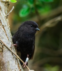 Black robin on tree trunk Image: Enzo M. R. Reyes