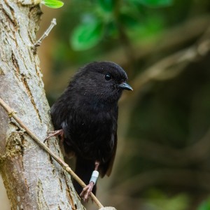 Black robin on tree trunk Image: Enzo M. R. Reyes