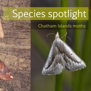 Species spotlight moths social media