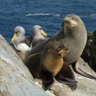 Fur seals and albatross Image: Dave Boyle