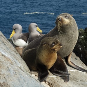 Fur seals and albatross Image: Dave Boyle