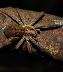 Rangatira spider at night Image: Dave Boyle