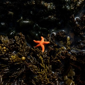 Starfish in seaweeds Tamzin Henderson 1