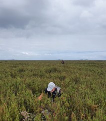 Conservation work amongst swamp tarahinau c.Tom Hitchon 1