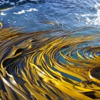Kelp in the waves Image: Jess MacKenzie