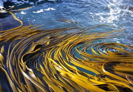 Kelp in the waves Image: Jess MacKenzie