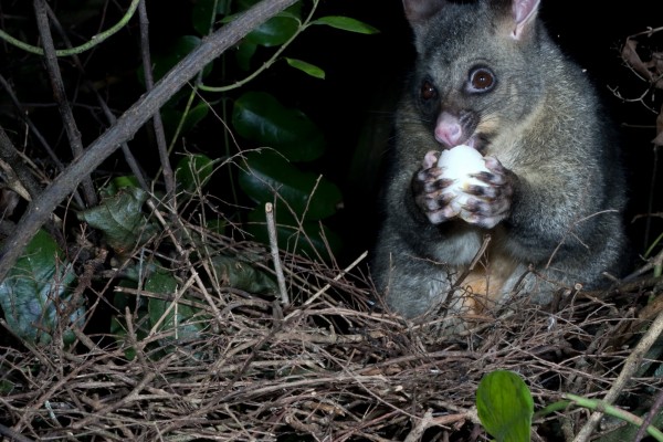 A possum sitting on a nest holds a kereru egg in its paws 