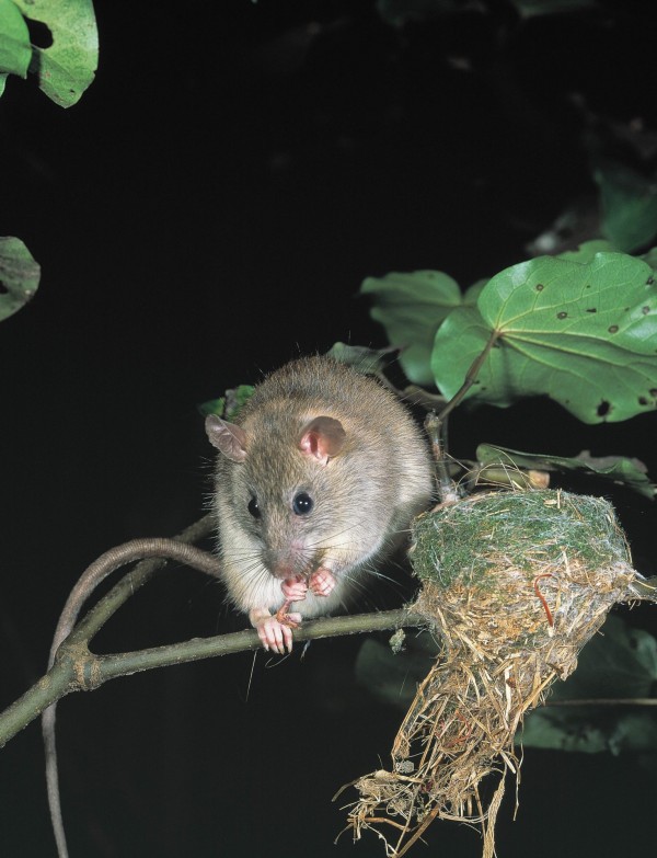 A rat sits on a kawkawa branch beside a fantail nest
