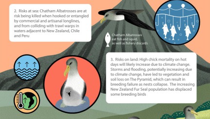 ACAP Chatham albatross infographic