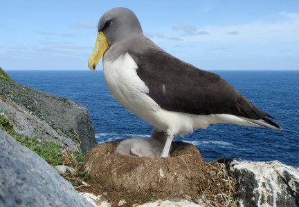 Chat Island albatross with eggs Image: Dave Boyle