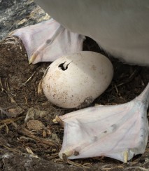 Hatching CI albatross egg Image: Dave Boyle