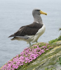 0179. Chatham Island Albatross The Pyramid 12.11.2016