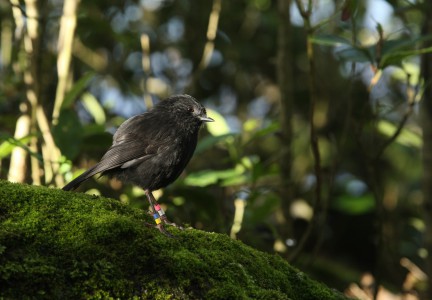 Black robin Image: Dave Boyle