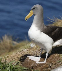 Chatham Island albatross on the Pyramid Image: Dave Boyle