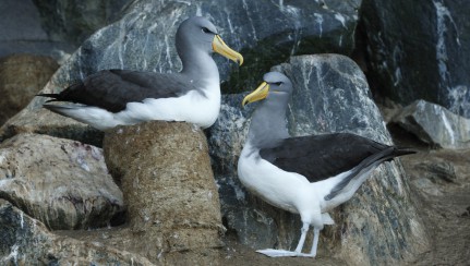 Chatham Island Albatrosses The Pyramid 05.03.2015 credit Dave Boyle