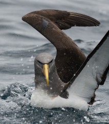 Chatham Island albatross Miguel 8