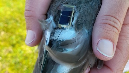 A transmitter fitted to one of the tracked birds Dave Bell