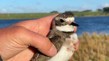 One of the colour banded Chatham Island banded dotterels Dave Bell