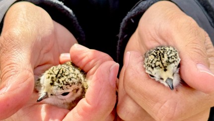Two sibling Banded Dotterel chicks banded at the Chatham Island Airport