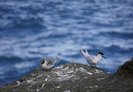 Tern adult and juvenile Image: Jess MacKenzie