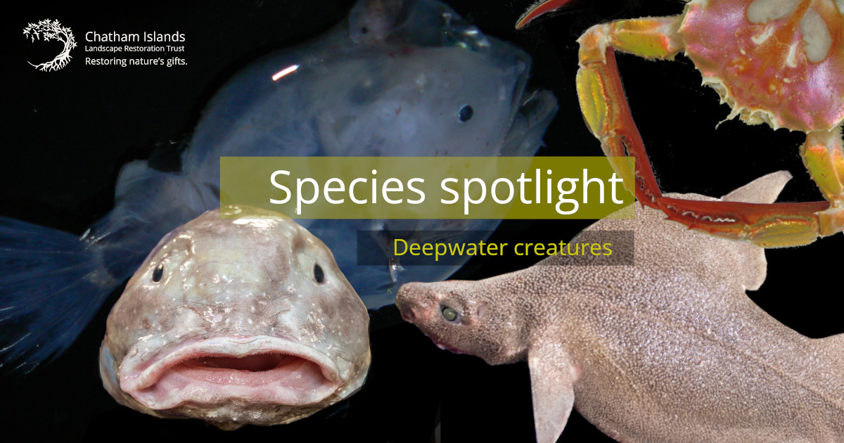 Species spotlight deepwater creatures FB v2