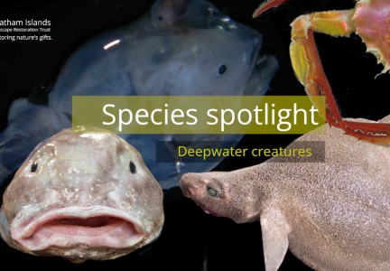 Species spotlight deepwater creatures FB
