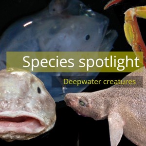 Species spotlight deepwater creatures thumb