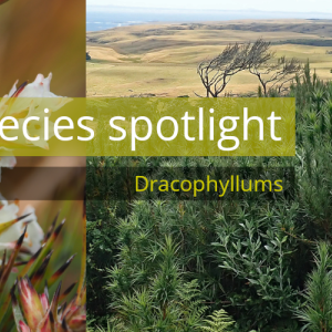 Species spotlight on dracophyllums