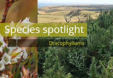 Species spotlight on dracophyllums