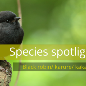 Species spotlight header black robin