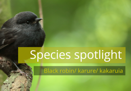 Species spotlight header black robin