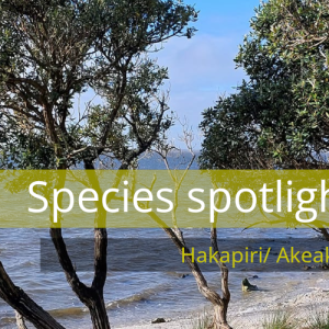 Species spotlight header hakapiri akeake