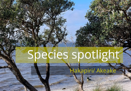 Species spotlight header hakapiri akeake