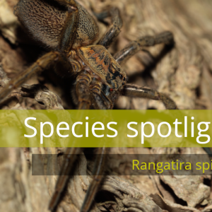 Species spotlight header rangatira spider header