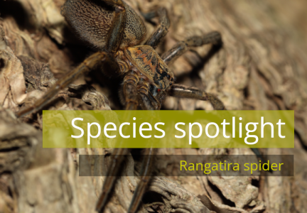 Species spotlight header rangatira spider header