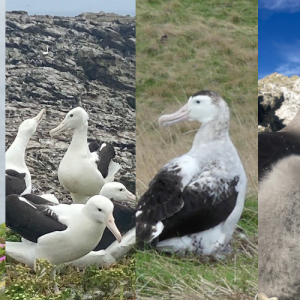 World Albatross Day Chatham Islands