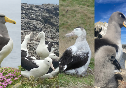 World Albatross Day Chatham Islands