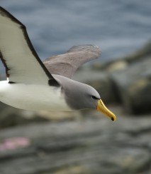 Chatham Island Albatross The Pyramid 09.11.2016 Credit Dave Boyle