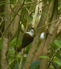 Chatham Island warbler. Image iNaturalist Christopher Stevens