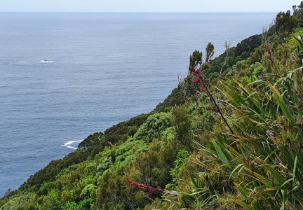 Rangatira shrubland Image: DOC Eric Edwards