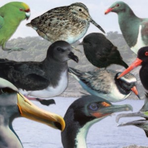 birdsofthechathams