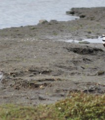 Banded dotterel pair. Image iNaturalist Jenny Stein