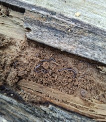 Blue garden flatworm. Image iNaturalist Gemma Green