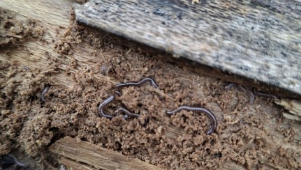 Blue garden flatworm. Image iNaturalist Gemma Green