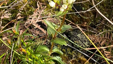 Chatham Island gentian. image iNaturalist spotted by Fern