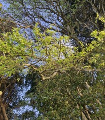 Chatham Island ribbonwood. Image iNaturalist Harry and Ruby